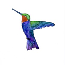 Ink and Watercolor Hummingbird