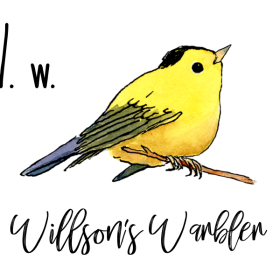 W stands for Willsons Warbler